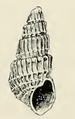 Apertural view of Ividella navisa delmontensis