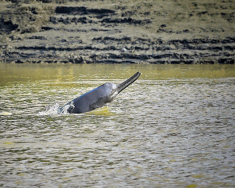 File:Ganges River Dolphin.jpg