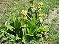 Gentiana punctata