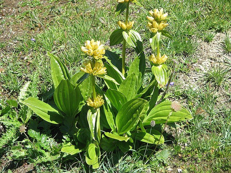 File:Gentiana punctata01.jpg