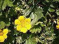 Geum montanum