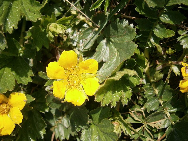 File:Geum montanum 002.jpg