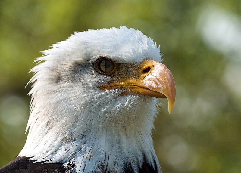 File:Haliaeetus leucocephalus LC0198.jpg