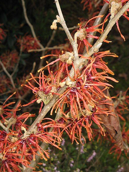 File:Hamamelis Jelena February.jpg