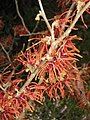 Hamamelis 'Jelena'