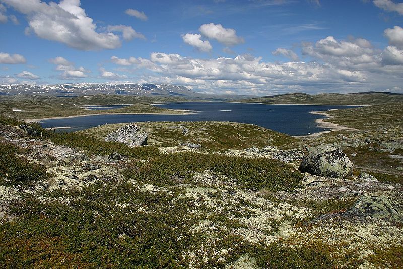 File:Hardangerviddaflora.jpg