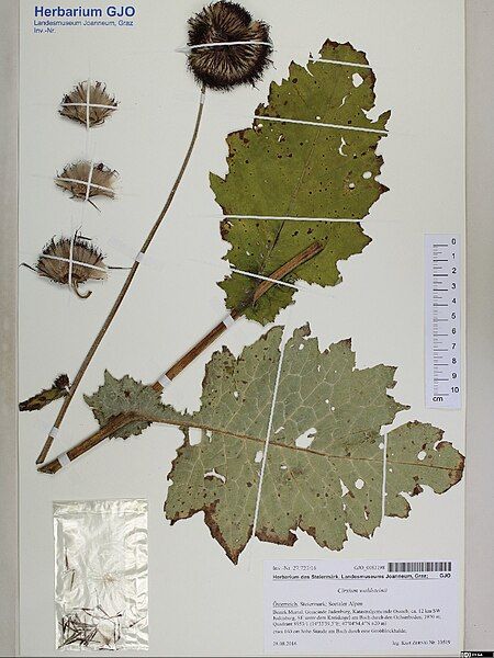 File:Herbarium GJO 0083198.jpg