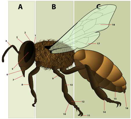 File:HoneyBeeAnatomy.svg