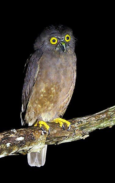 File:Hume's Hawk-Owl.jpg