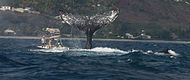 Humpback whales off Saint-Gilles, Réunion