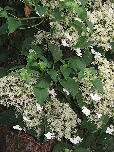 File:Hydrangea petiolaris02.jpg