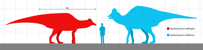 File:Hypacrosaurus Size.svg