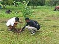 Tree planting at the University campus Second Gate of the University of Buea Entrance Morning View of the university of Buea