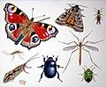 Insects of bat diet (watercolour and gouache on paper)