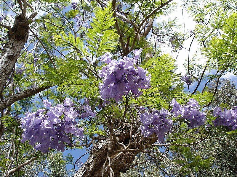 File:Jacaranda-mimosifolia-Mascarin.jpg