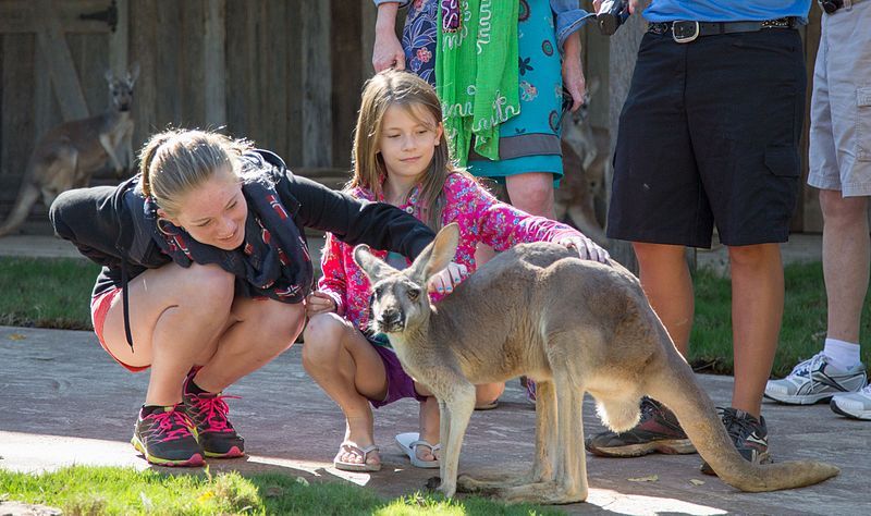 File:Kangaroo Kickabout.jpg