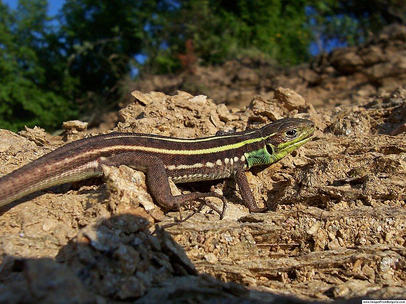 File:Lacerta trilineata.jpg