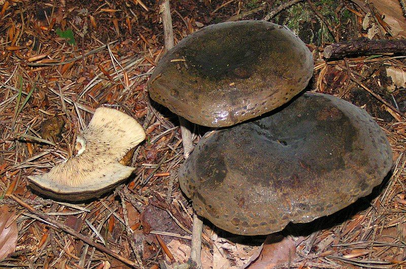 File:Lactarius turpis 01.JPG