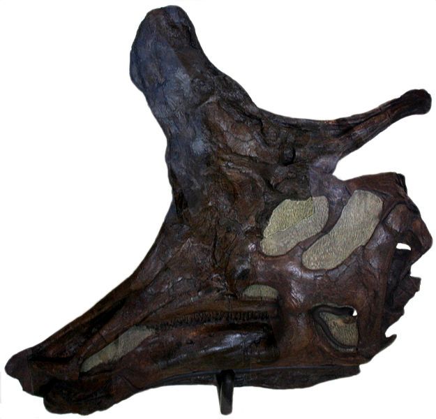 File:Lambeosaurus lambei.jpg