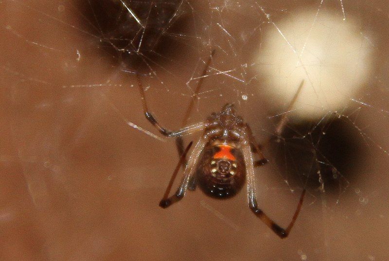 File:Latrodectus antheratus.jpg