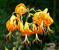 Lilium humboldtii