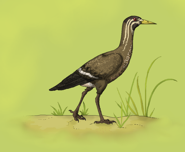 File:Lithornis.png