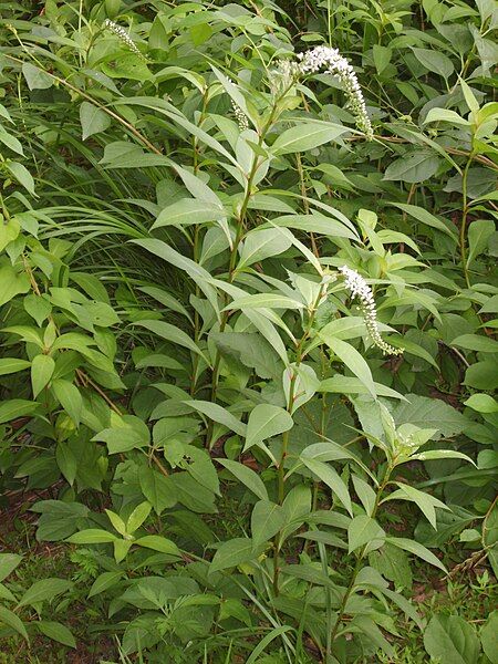 File:Lysimachia clethroides 01.JPG