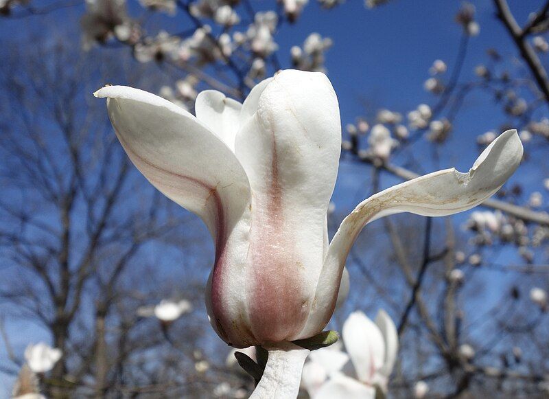 File:Magnolia sprengeri flower.jpg