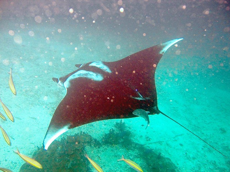 File:Manta birostris-Thailand3.jpg