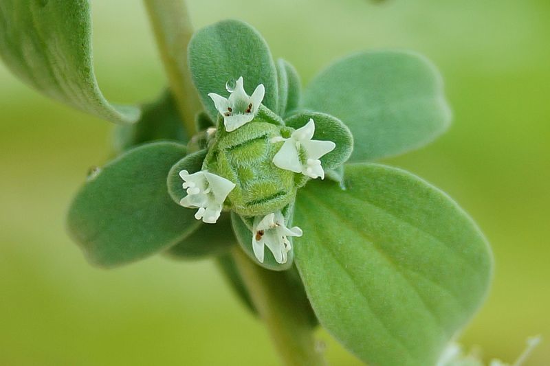 File:Marjoram flowers.jpg