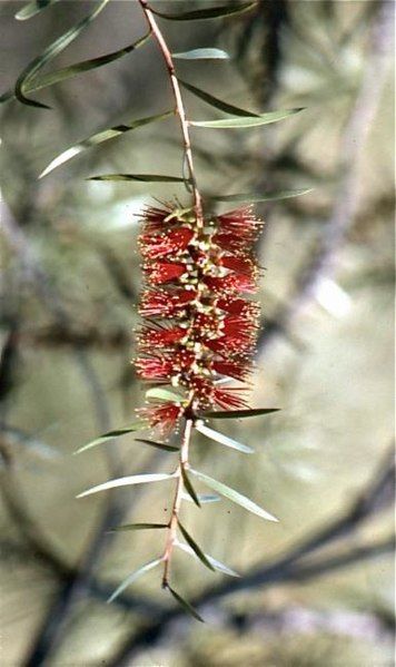 File:Melaleuca chisholmii.jpg