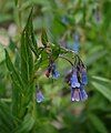 Franciscan lungwort/bluebell, ditto