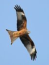 Red Kite (Milvus milvus) in flight