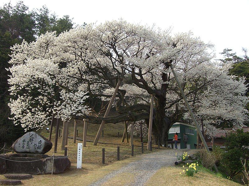 File:Misumi Tree.jpg