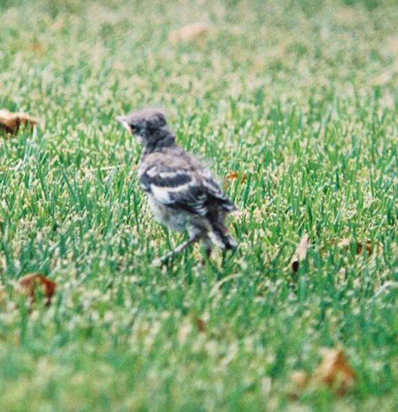 File:Mockingbird Chick014.jpg