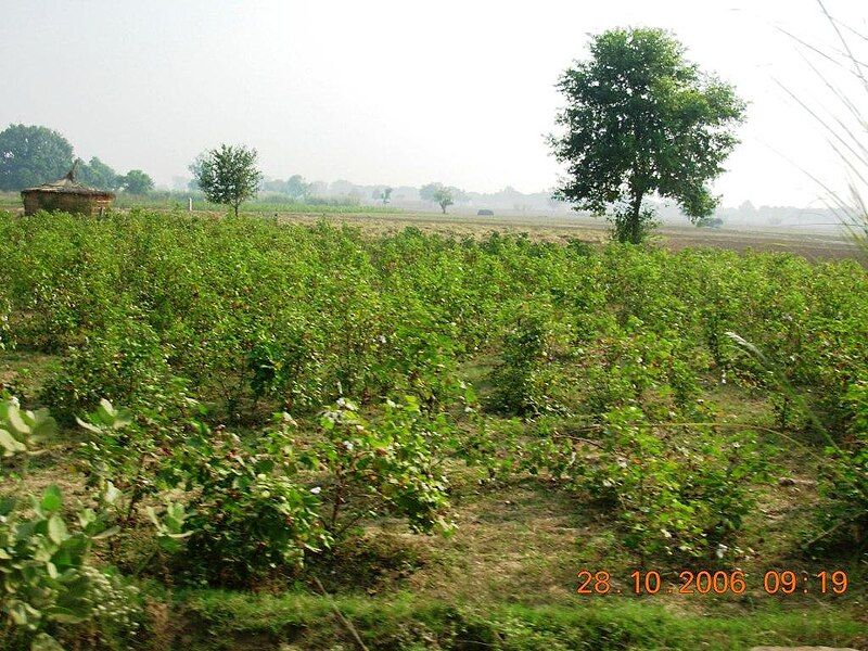 File:Mousampur12.JPG