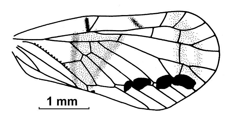 File:Muiralevu quadramaculatus.jpg