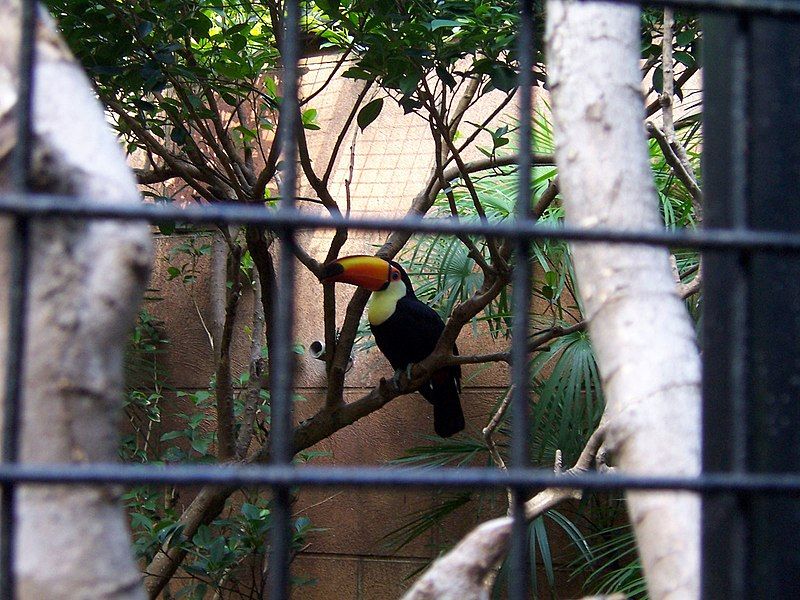 File:Ocean Park toucan.jpg