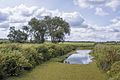 Floodplains of river Oder