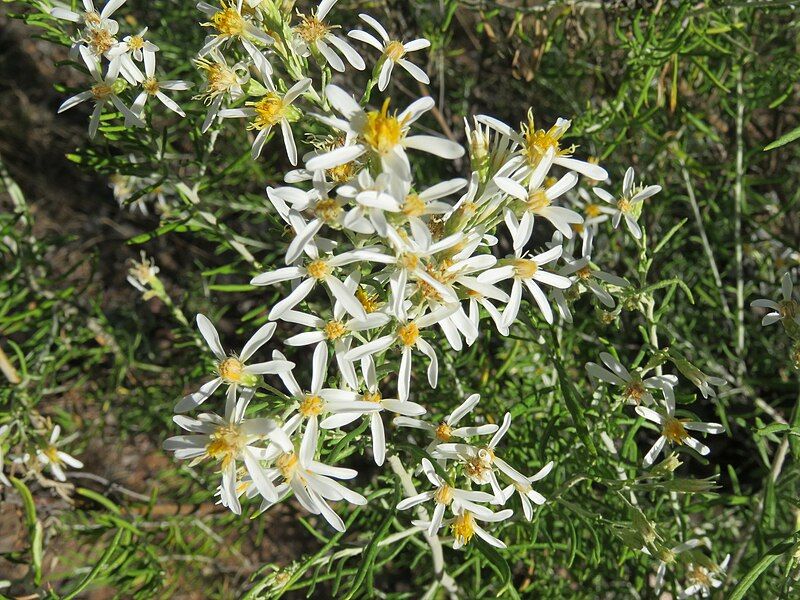 File:Olearia subspicata Fox.jpg