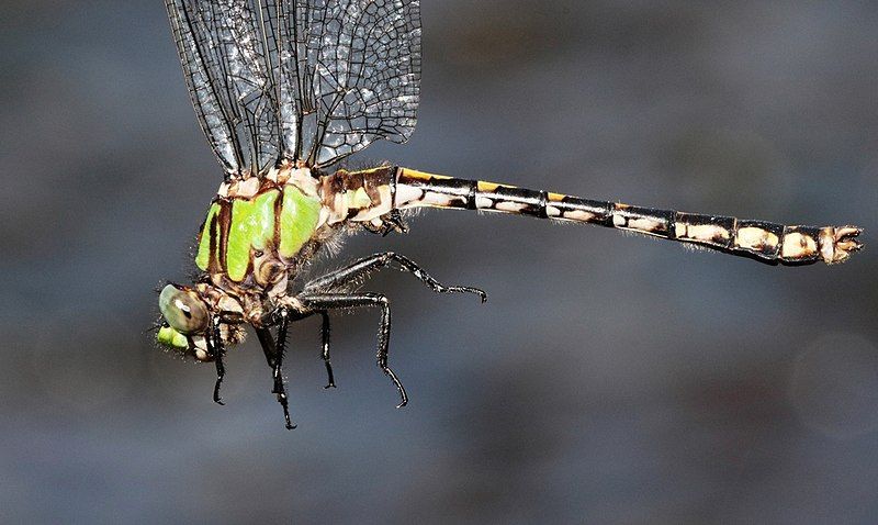 File:Ophiogomphus carolus 52323986.jpg