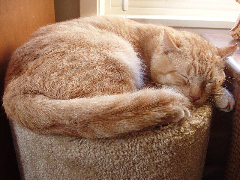 File:Orangetabbysleeping.jpg