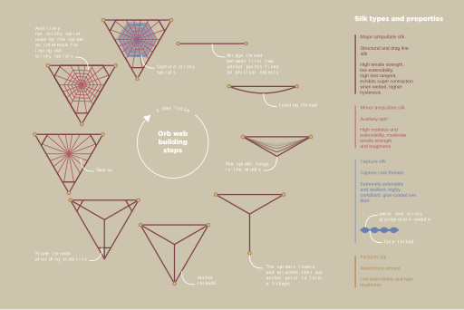 File:Orb-web building steps-01.svg