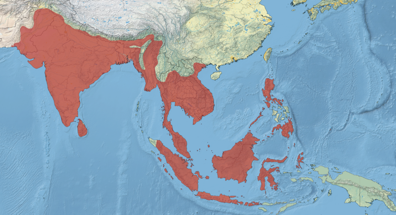 File:Oriental Darter Range.png