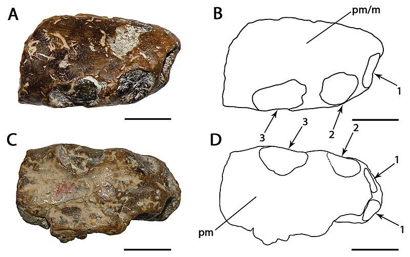 File:Ornithocheirus enchorhynchus.jpg