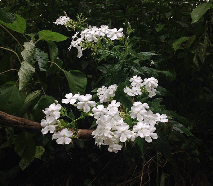 File:Phlox paniculata Kentucky.jpg