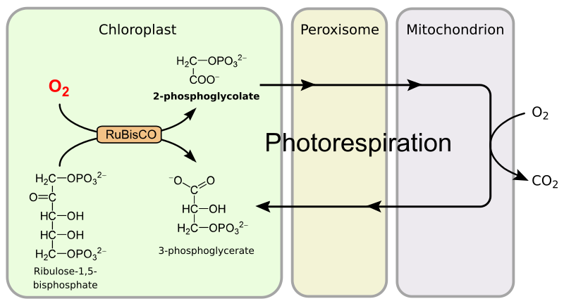 File:Photorespiration allgemein.svg