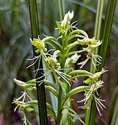 Platanthera lacera