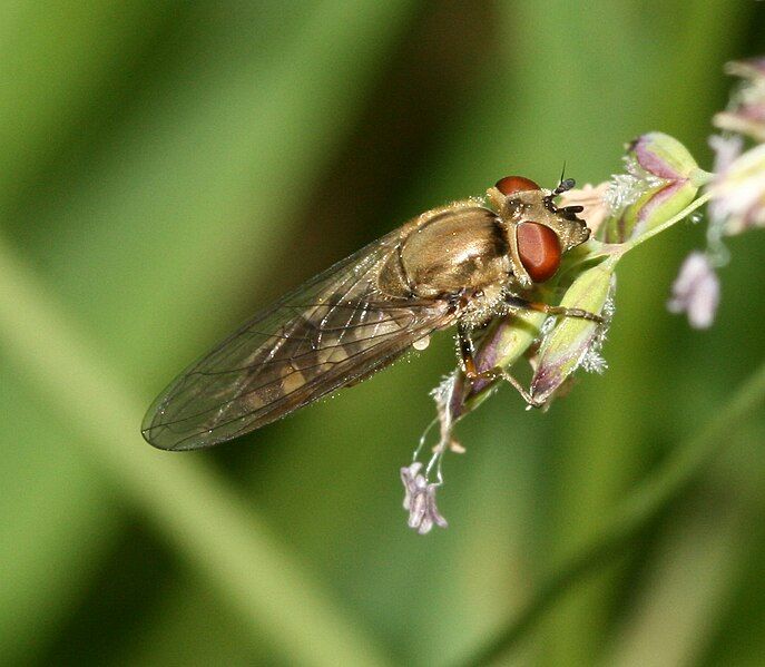 File:Platycheirus.manicatus fem.jpg