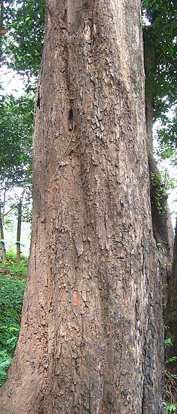 File:Pterocarpus marsupium bark.jpg